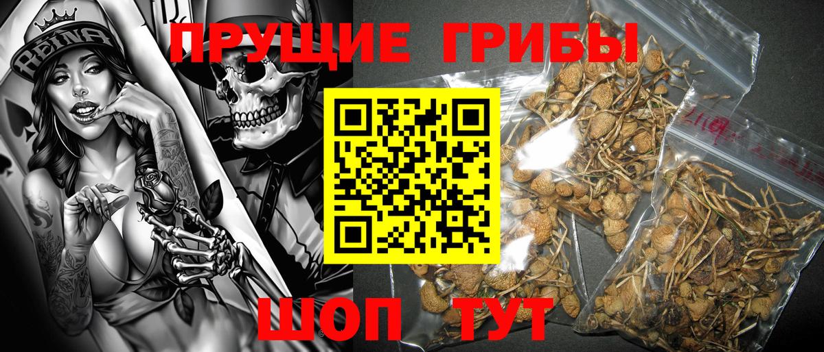 Галлюциногенные грибы Psilocybine cubensis  Вход с VPN  Реж 